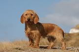 BASSET FAUVE DE BRETAGNE 041